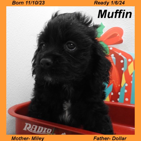 puppy, for, sale, Cocker Spaniel, Joe & Cherri  Overlease, dog, breeder, Miller, MO, dog-breeder, puppy-for-sale, forsale, nearby, find, puppyfind, locator, puppylocator, aca